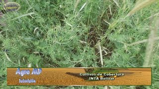 Avena  Vicia  Ing Agr Gonzalo Perez INTA Bolivar [upl. by Nnaeiluj840]