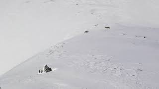 Observation dune meute de loups dans les Alpes Françaises en 2018 [upl. by Seuqramed998]