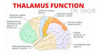 Thalamus Function [upl. by Nicol]