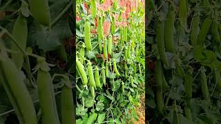 peasfarming greenpeasfaong peasfarming peasplantgrowing howtogrowpeas greenpeas [upl. by Mutz]