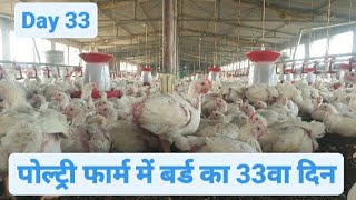 Day 33 of Broiler Poultry Farming  Broiler Chicken Farming [upl. by Aerdnahs]