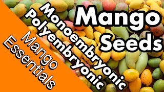 Mango Essentials  Monoembryonic vs Polyembryonic Mango Seeds [upl. by Carisa]