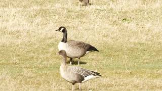 Todds Canada Goose in Lancashire  March 2021 [upl. by Yderf]