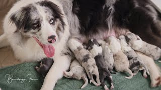 Zalis First Litter ❤ border collie puppies [upl. by Clayberg571]