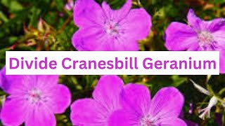 How To Divide Cranesbill Geranium [upl. by Johannes660]