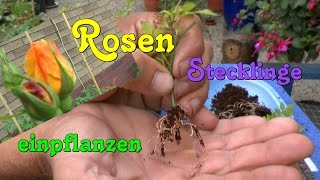 Rosen Stecklinge einpflanzen Roses cuttings planting [upl. by Sikras377]