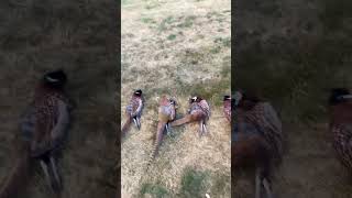 Pheasant Season Opening Day Pheasants [upl. by Amsirak]