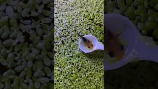 PLANTAS Flotantes Reproducción RÁPIDA 🍀🍀 aquarium guppy fish peces bettafish snail pez [upl. by Myke]