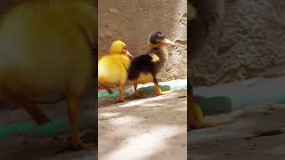 Littel baby ducks ducks shorts youtubeshorts chicks ducklingsbudgiespetsvlog shehrmaindihat [upl. by Orr]