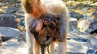 Pitiful Poor baby monkey David always try hug Mom Blacky with Barbi What happen on feel Poor David [upl. by Lednik]