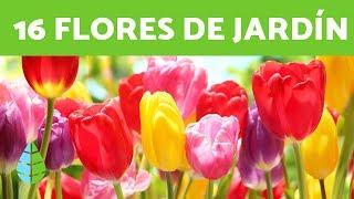 16 PLANTAS de SOL ☀️ FLORES para EXTERIORES [upl. by Primo]