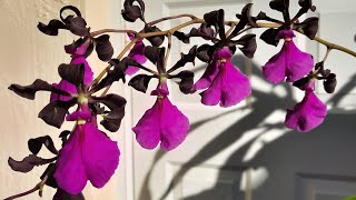 How I grow Encyclia Orchids and how to apply for flower quality award orchidnewbee8786 [upl. by Anitsyrc]