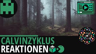 Calvinzyklus  Reaktionen │Biologie Lernvideo Learning Level Up [upl. by Nyleuqaj270]