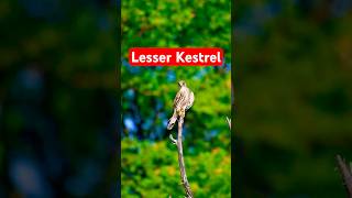 Lesser Kestrel Falco naumanni kestrel falcons birds wildlife [upl. by Ettereve]