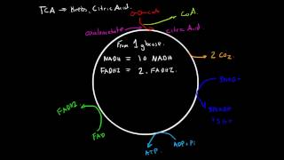 Cellular Respiration  KrebsTCACitric Acid Cycle [upl. by Akeirahs201]