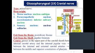 Glossopharyngeal  Vagus Accessory Hypoglossal nerves [upl. by Israel]