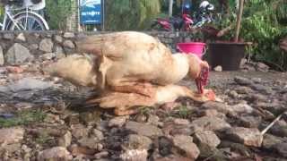 Duck Mating bebek entok kawin [upl. by Llebasi750]