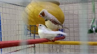 zebra finch mating [upl. by Clyde]