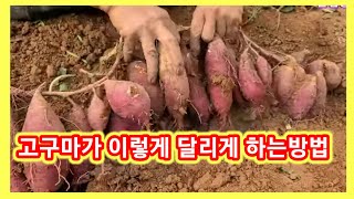 이보다 고구마가 많이 달리게 심는 방법은 없다고구마심는시기 재배방법 [upl. by Moe]