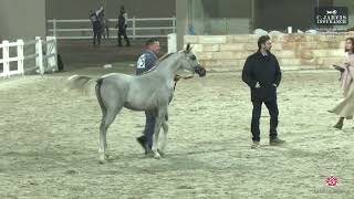 N 75 AMAAR AL TAREQ ERAB Arabian Horse International Show 2024 Colt Foals Class 2B [upl. by Clorinda]