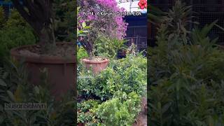 Garden Vlog Pt4 gardening mustwatch nursery trending plants garden youtubeshorts viralvideo [upl. by Vitale]