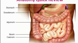 Small intestine Motility  Physiology Ch 63 [upl. by Negaet]