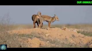 Foxes Mating Animal Education720p [upl. by Marcel]