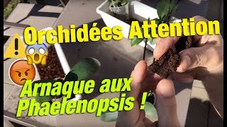 😱Orchidées Attention ⚠️Arnaque aux Phaelenopsis [upl. by Ijneb]