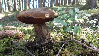 Steinpilz Hexenröhrling Goldies 🍄 Pilze sammeln Mushrooms 2020 [upl. by Ahselrak821]