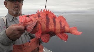 Coos Bay OR Rockfish amp Lingcod Fishing [upl. by Davy174]