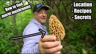 Morel Mushrooms Hunting Beginner Tips [upl. by Dlarrej]