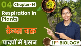 L4 क्रैब्स चक्र  Krebs Cycle अध्याय14 पादपों में श्वसन  11th Biology [upl. by Kristopher]