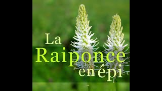 La raiponce en épi  Phyteuma spicatum asperge des bois [upl. by Dacy]