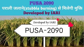 PUSA 2090Improved variety Of Paddy Developed by IARIDetailed Analysis by Bhupendra Singh MScGPB [upl. by Elihu128]