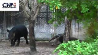 Giant Anteater Chases Away a Tapir in 1080P HD  by John D Villarreal [upl. by Enilec545]