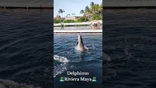 Nada con delfines en la Riviera Maya l Delphinus [upl. by Auoh]