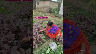 Lal Saag Harvesting  Cholai Saag Harvesting   Amarnath Saag Harvesting  shorts [upl. by Gautious257]