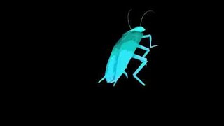 dancing cockroach [upl. by Vaughan]