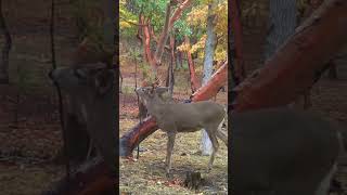 Has Good potential pnw deerhunting hunting archery trailcam bucks blacktaildeer deer [upl. by God814]