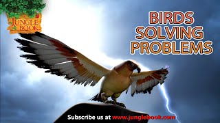 Birds Solving Problems  Jungle Book 2 Cartoon For Kids  Jungle Book Mega Episode  English Stories [upl. by Yeknarf]