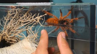 Rehouse oraz aranżacja terrarium dla Pterinochilus murinus usambara [upl. by Htebasyle]