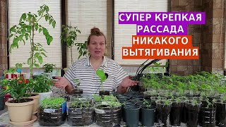 Супер крепкая рассада в домашних условиях [upl. by Girardi]