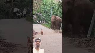 Kukure rasta hatier ke elephant elephantvillage animals forestelephant wildlife elephantnatu [upl. by Ydac]