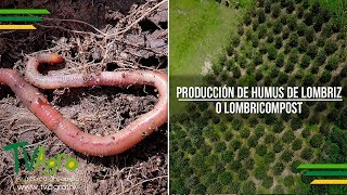 Producción de Humus de Lombriz o Lombricompost  TvAgro por Juan Gonzalo Angel [upl. by Donavon]