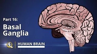 Basal Ganglia  Human Brain Series  Part 16 [upl. by Chao]