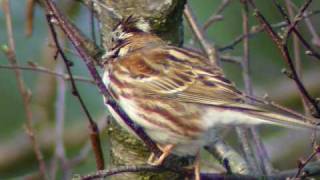 Bosgors Emberiza rustica Beuven Strabrechtse Heide Geldrop 27032010 [upl. by Bussey522]