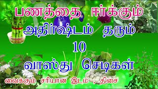 Lucky indoor plants in tamil  அதிர்ஷ்டம் தரும் செடிகள்  vastu plants  vasthu sasthram Tips tamil [upl. by Mychael36]