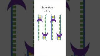 Polymerase Chain Reaction PCR shorts [upl. by Aranaj119]