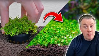 How to Plant a Carpet in Your Aquarium The Easy Way [upl. by Kensell]