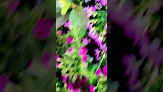 Kufiya Plant  Mexican Heather nature trending gardening cool flowers fresh [upl. by Irrek]